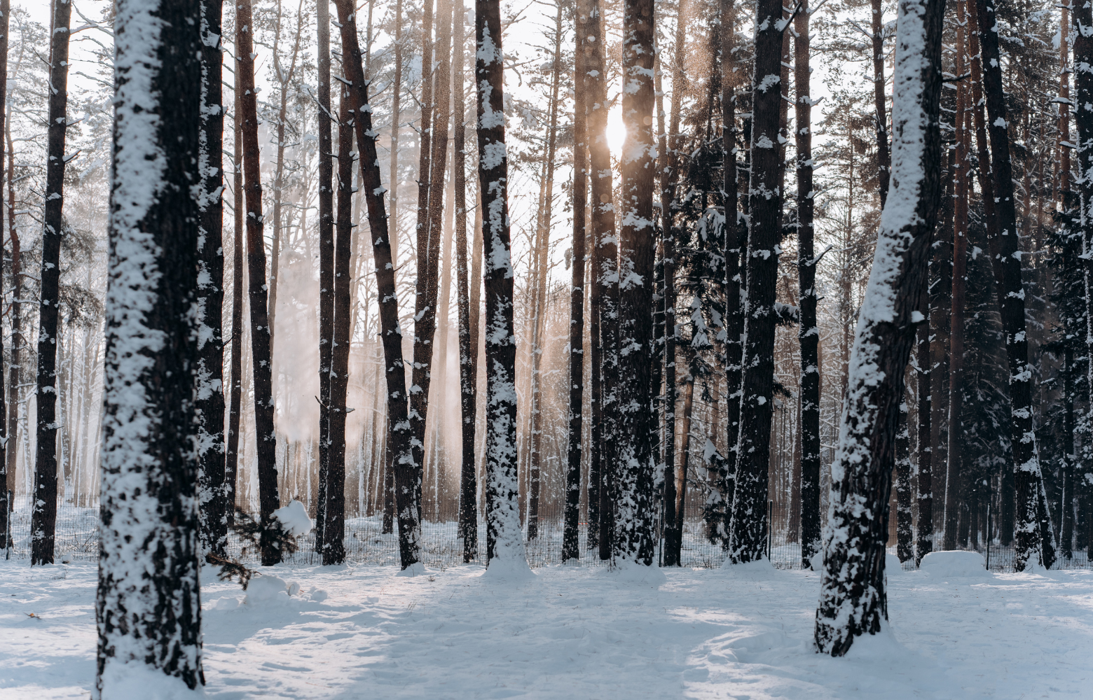 A serene snowy woodland, capturing the festive magic of winter sleigh rides offered during the Cookies with Santa event.