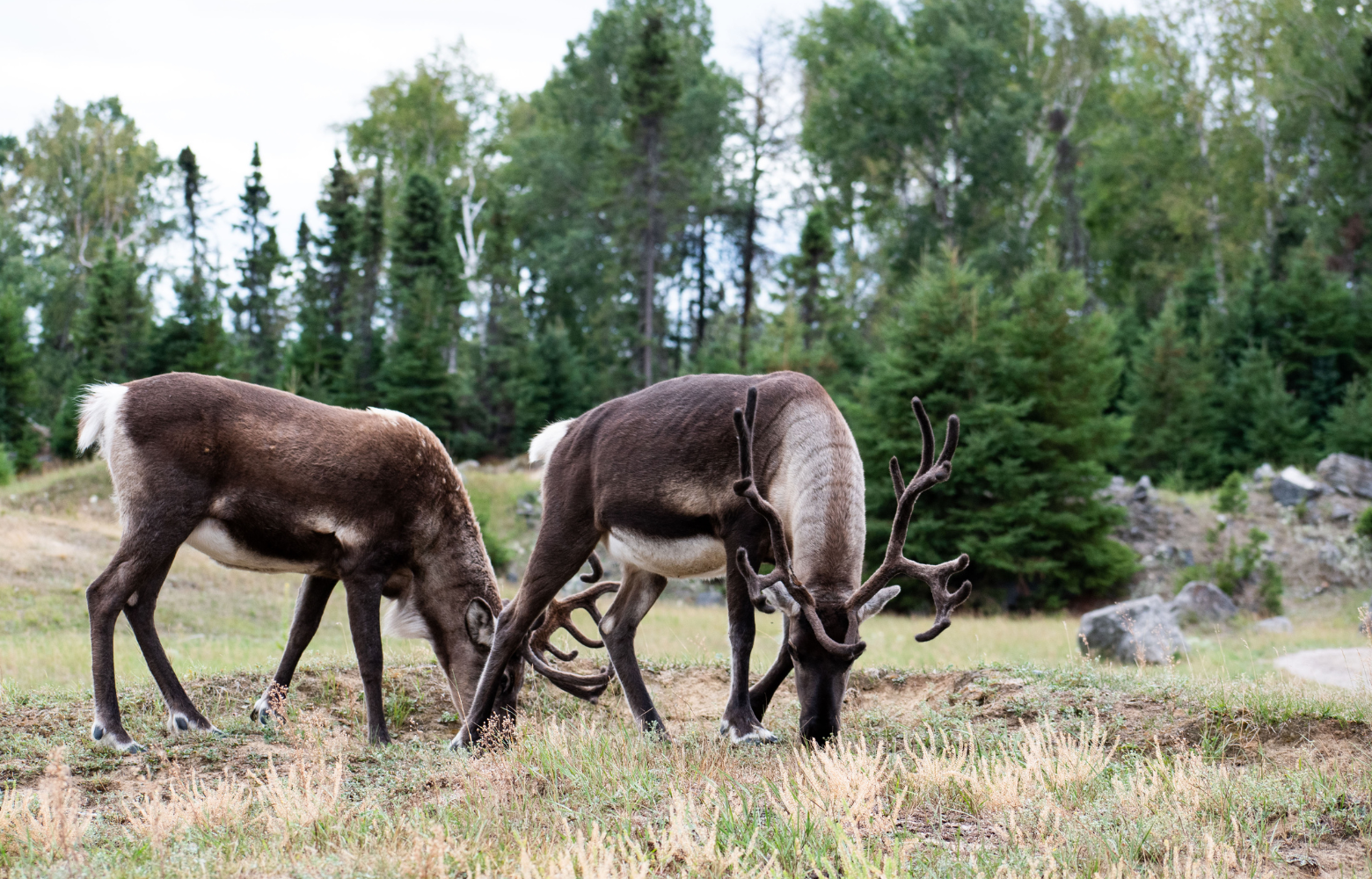Two reindeer stand gracefully in a snowy setting, capturing the winter magic and festive spirit of the Cookies with Santa event.