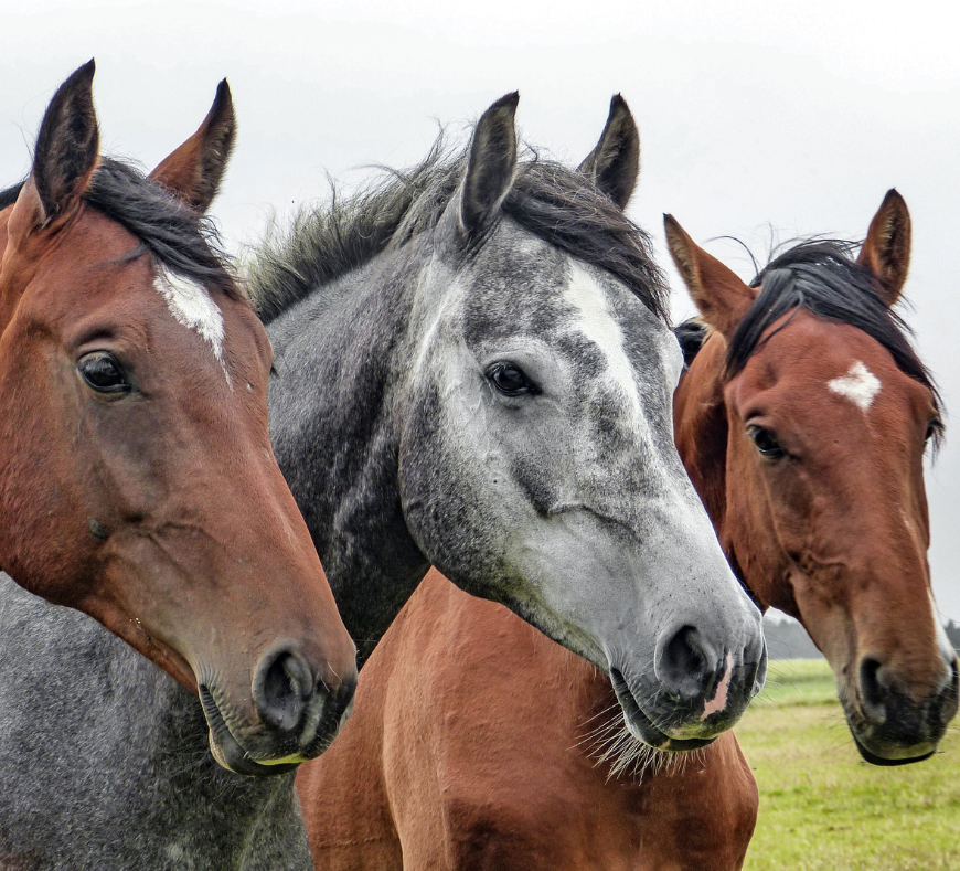 Group of majestic horses standing together, showcasing the beauty of Cavanaugh Carriages in Neenah, WI.