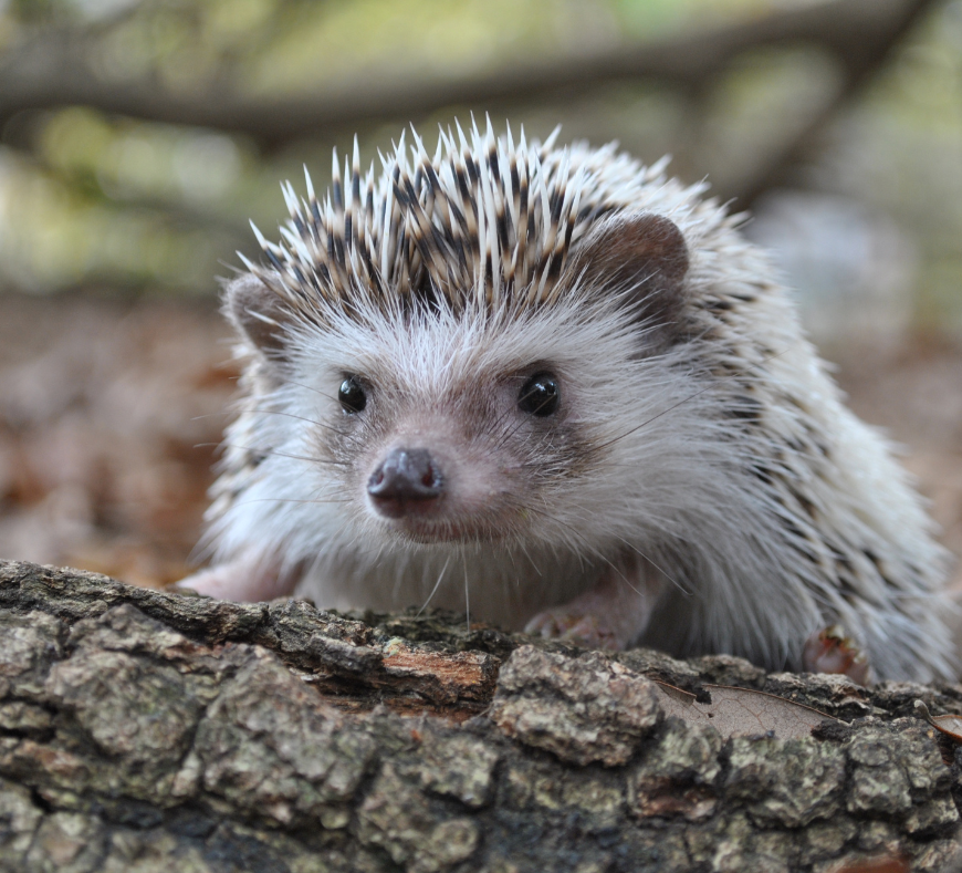 Adorable hedgehog nestled comfortably at Cavanaugh Carriages in Neenah, WI.
