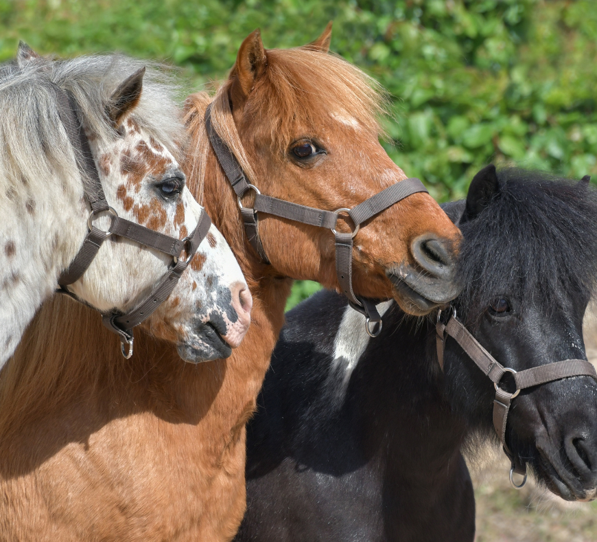 Adorable miniature horses at Cavanaugh Carriages, offering charm and delight in Neenah, WI.
