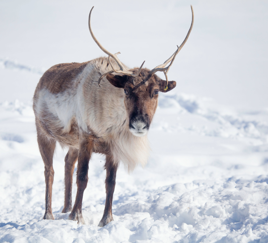 Graceful reindeer standing in a snowy landscape at Cavanaugh Carriages, spreading winter magic in Neenah, WI.
