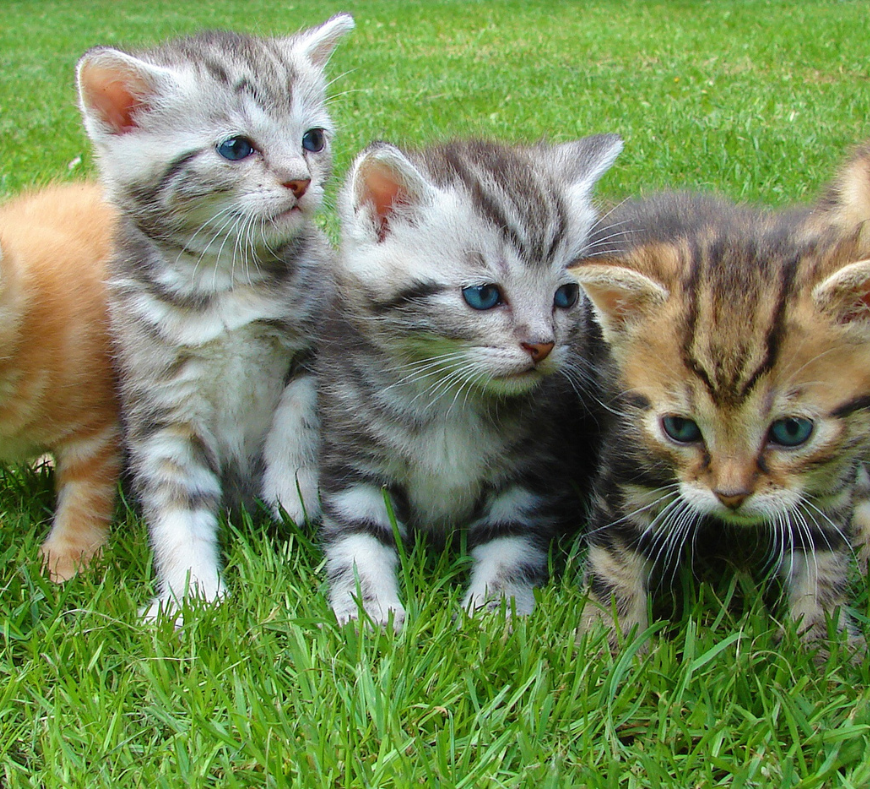Playful group of cats relaxing together at Cavanaugh Carriages in Neenah, WI.