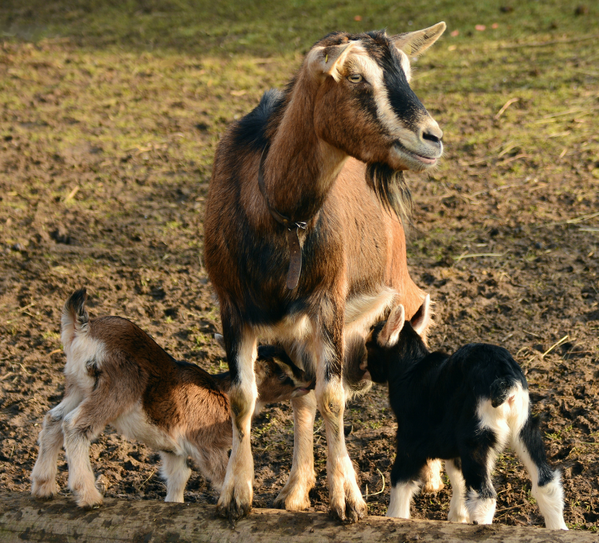 Curious goats exploring their surroundings at Cavanaugh Carriages in Neenah, WI.