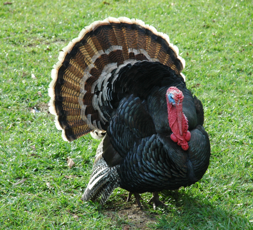 Majestic turkey showcasing its colorful feathers at Cavanaugh Carriages in Neenah, WI.
