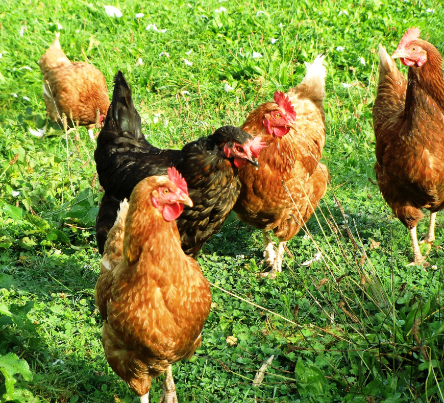 Happy chickens roaming around at Cavanaugh Carriages in Neenah, WI.