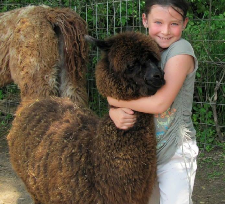 Young girl lovingly embracing an alpaca at Cavanaugh Carriages in Neenah, WI, capturing a heartwarming moment.