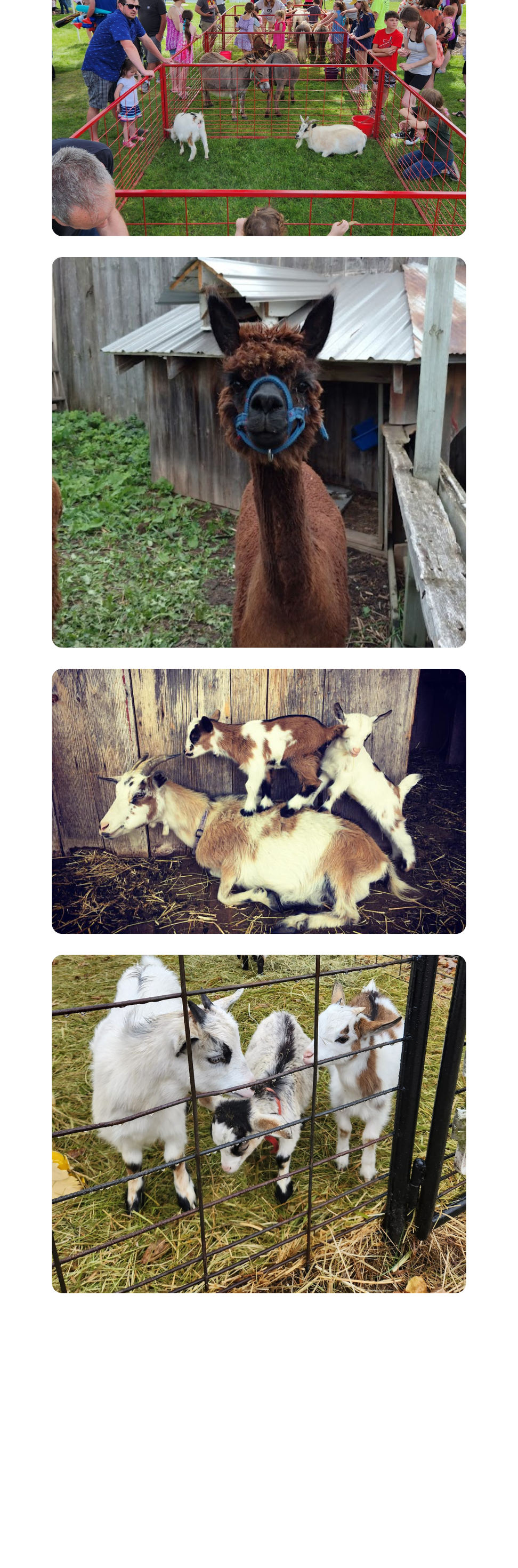 A collection of photographs showcasing the majestic animals of Cavanaugh Carriages in Neenah, WI.