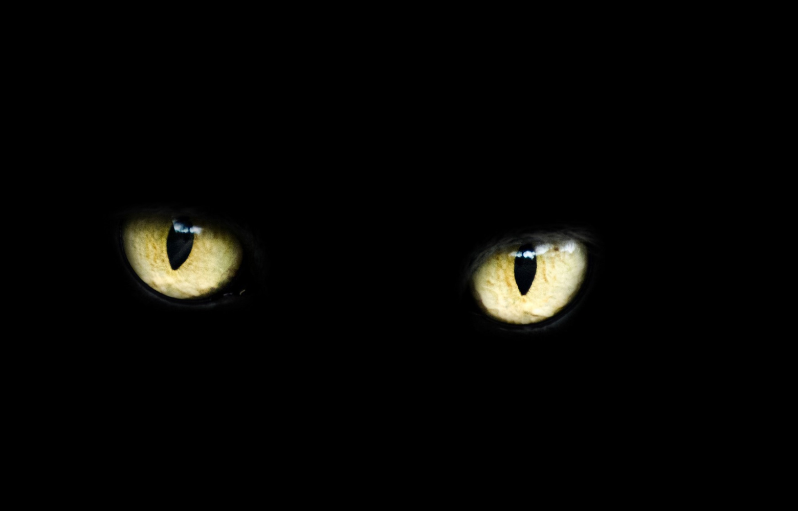 A completely black background with only a pair of glowing cat's eyes staring forward, creating a mysterious and eerie effect.