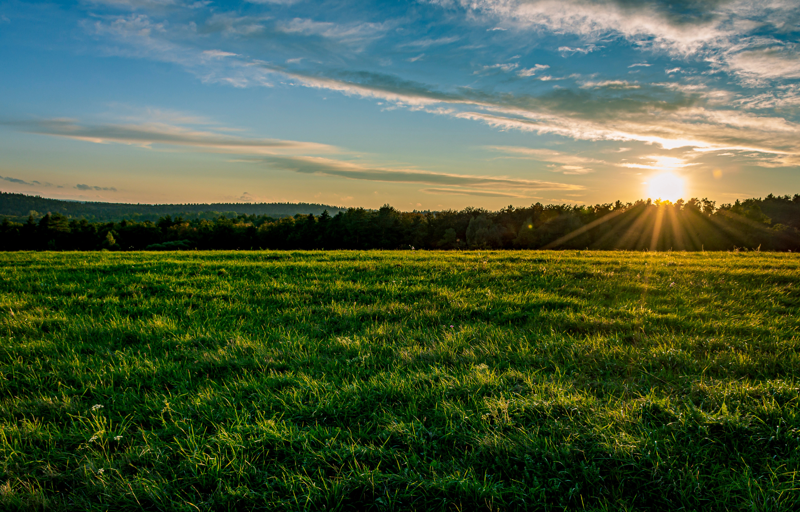 A serene view of a grassy field surrounded by lush trees, representing the peaceful countryside setting of Cavanaugh Carriages in Neenah, WI.