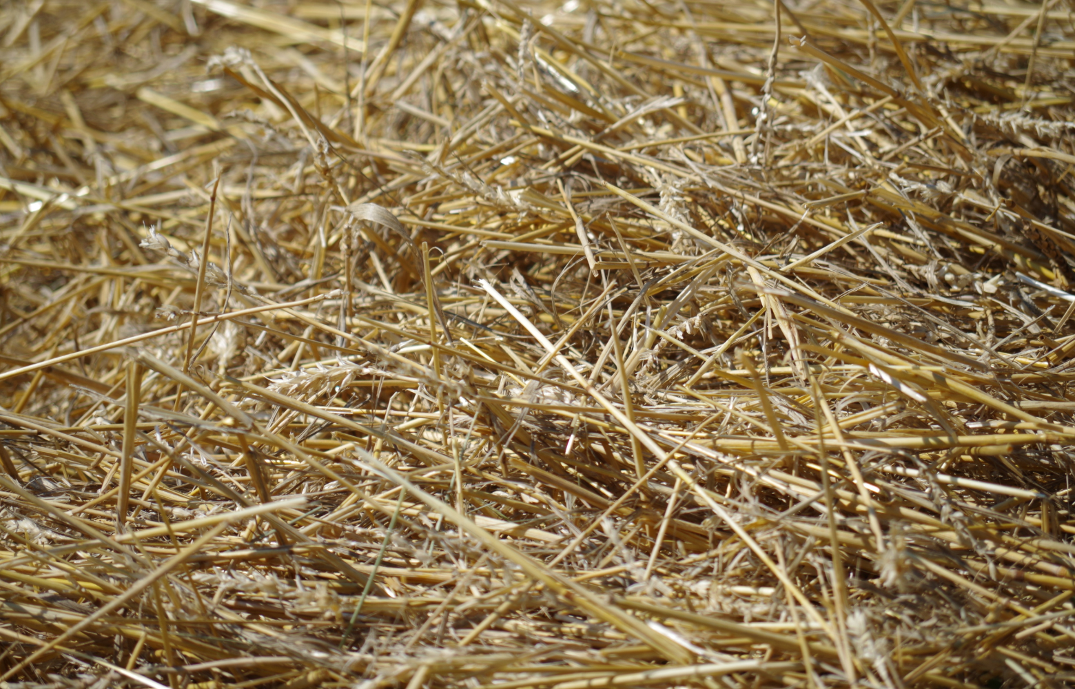 A close-up of hay, reflecting the rustic charm and farm-life essence of Cavanaugh Carriages in Neenah, WI.