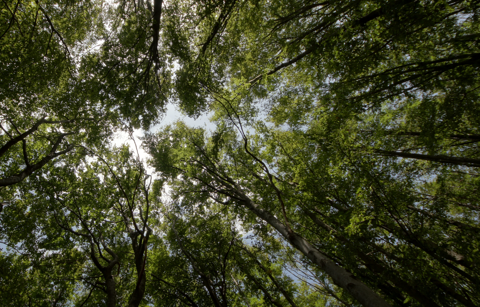 A quiet view of tall trees in the wooded area of Cavanaugh Carriages, offering a glimpse of the natural beauty surrounding the hay ride trails in Neenah, WI.