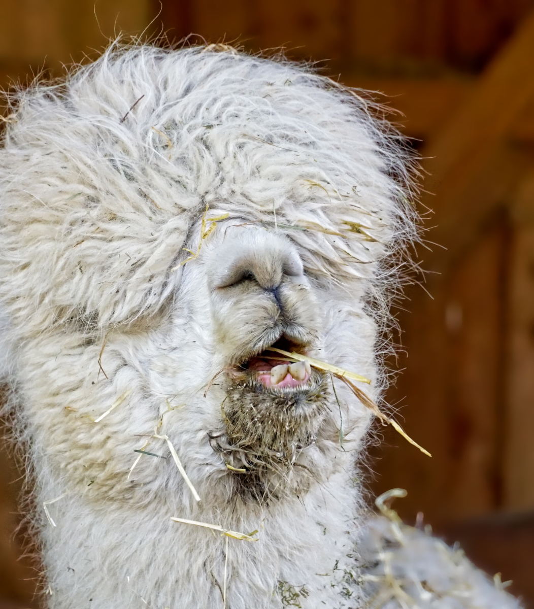 A fluffy alpaca with strands of hay on its coat, likely enjoying a recent snack.