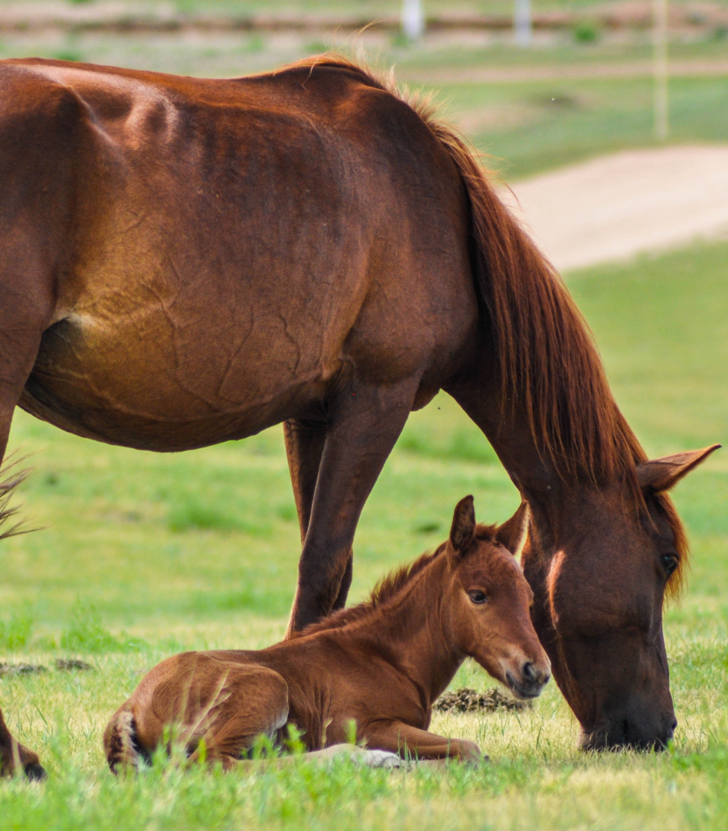 A horse standing and eating grass while a baby horse rests on the ground nearby
