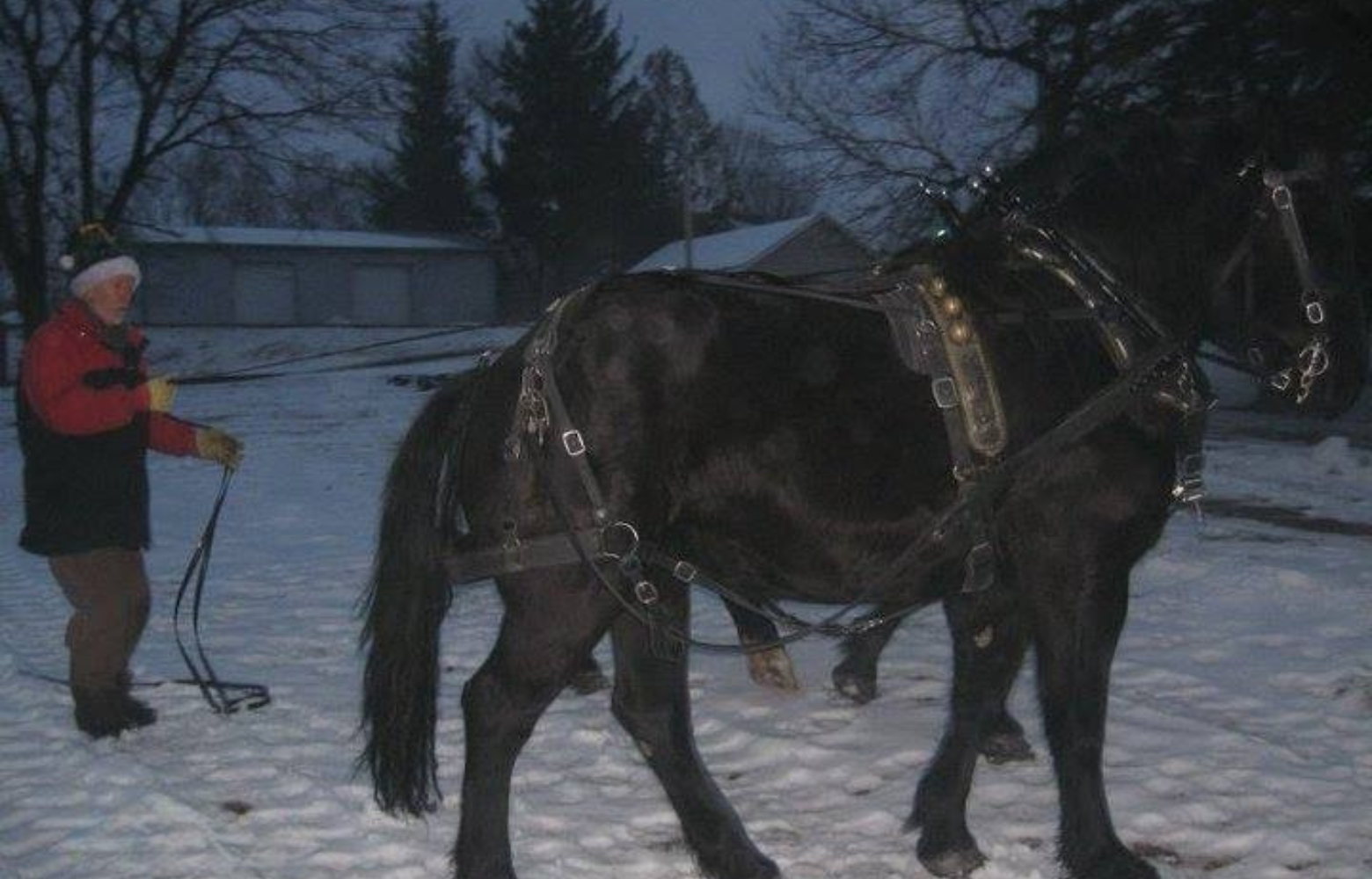 Rodger Cavanaugh prepares two horses for a sleigh ride, adjusting their harnesses in a snowy setting.