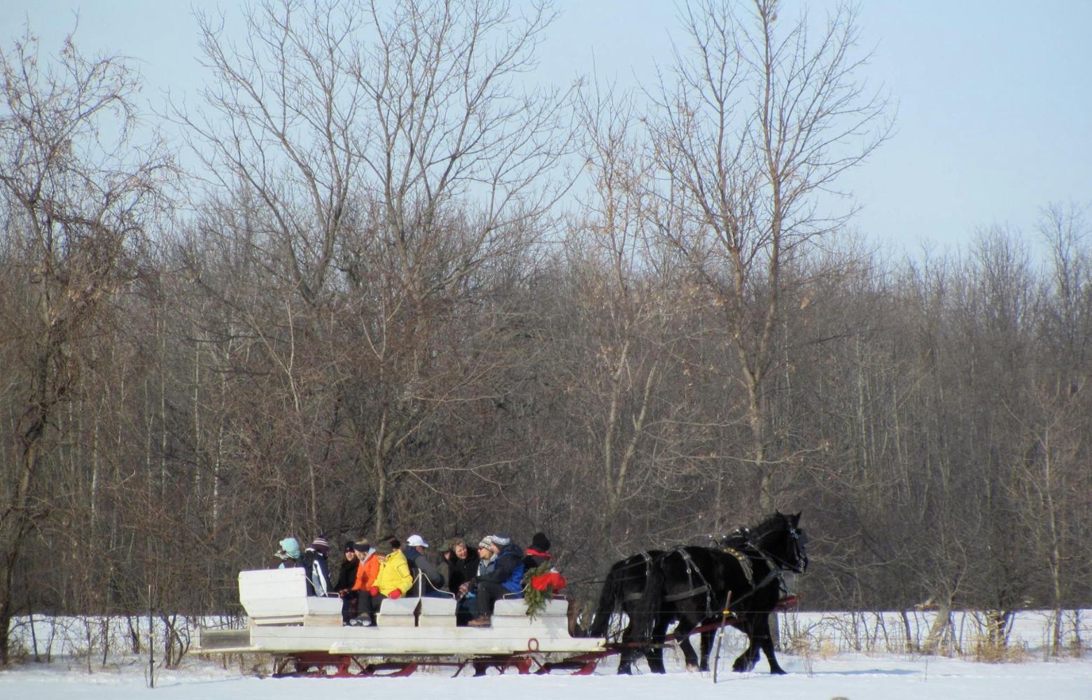 Rodger Cavanaugh leads a large group of people on a sleigh, pulled by two horses through a picturesque winter landscape.