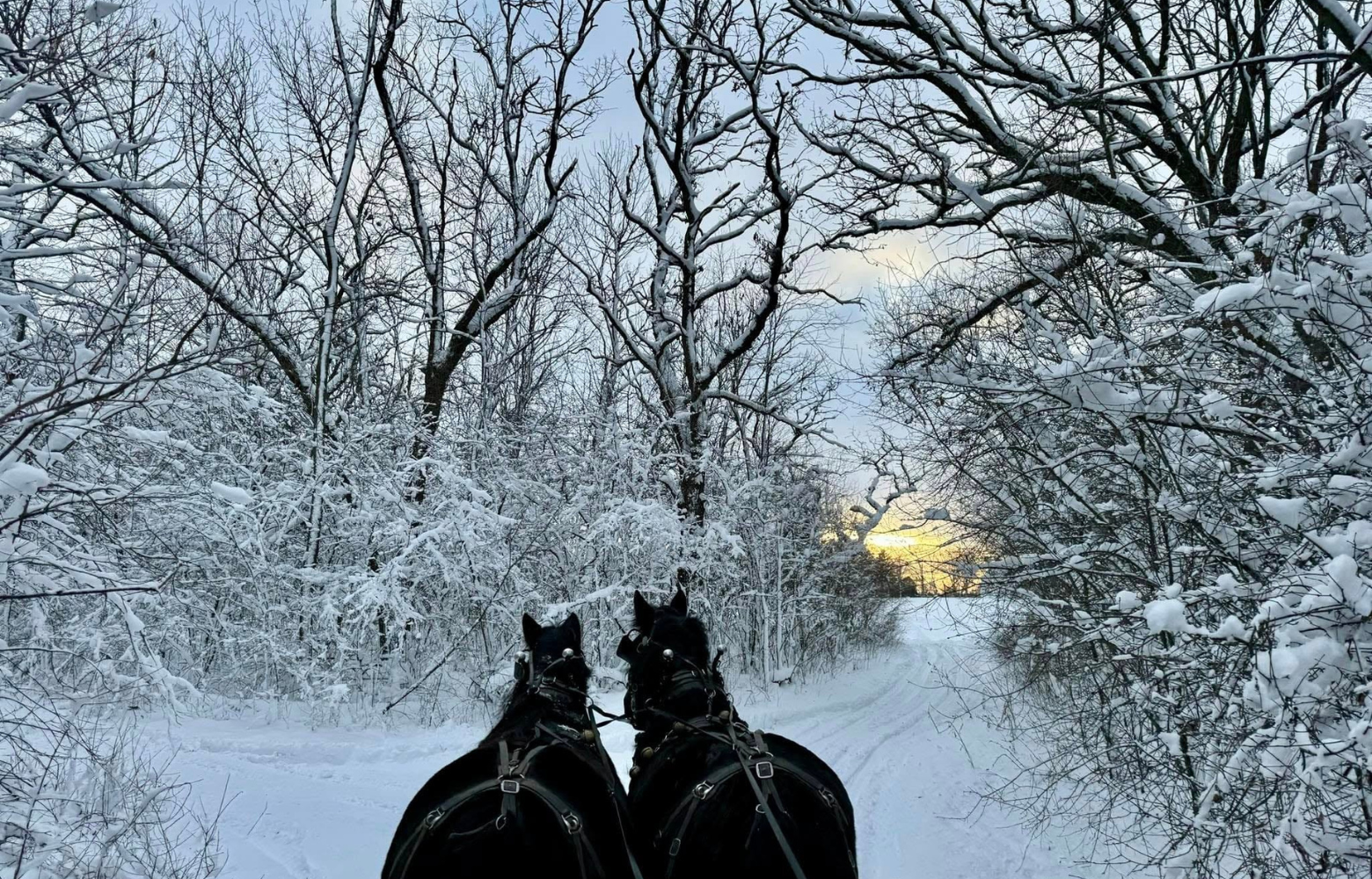Two horses pulling a sleigh, viewed from the driver's perspective, with a snowy winter landscape ahead.