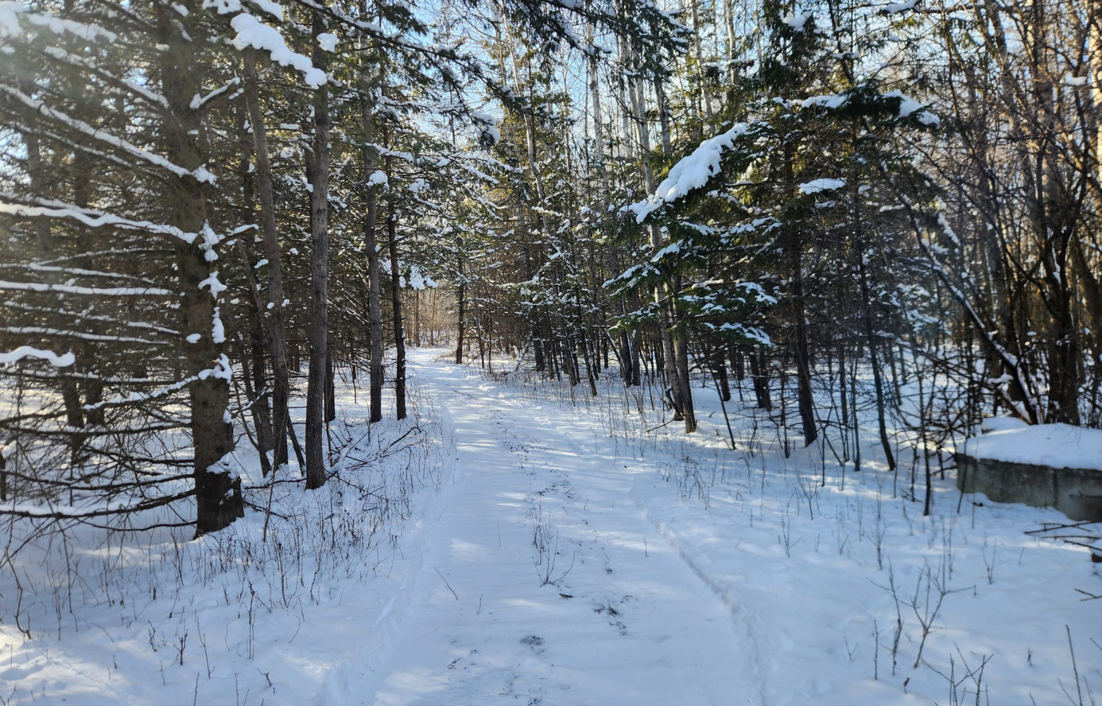 A serene snowy trail winding through the woods, surrounded by tall trees and a tranquil winter atmosphere.