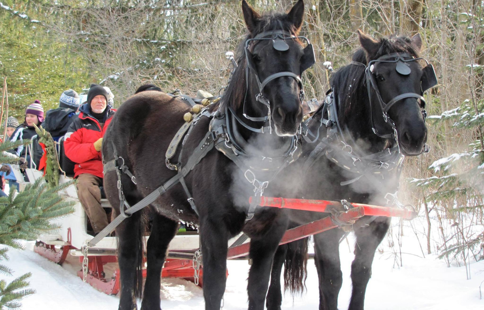 Rodger Cavanaugh drives a sleigh through snowy woods, giving passengers a scenic and peaceful ride surrounded by nature.