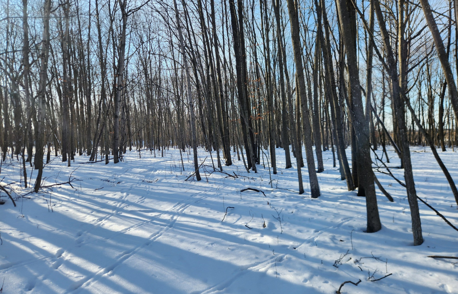 Snowy woods with tall trees creating a peaceful and picturesque winter scene.